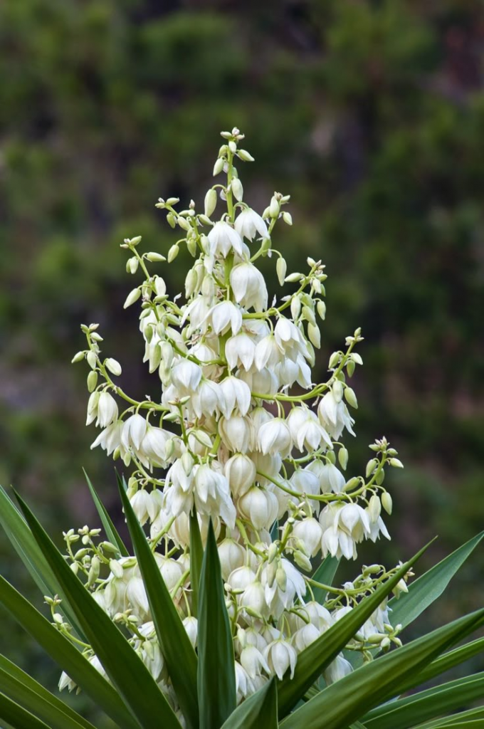 Flor de Izote símbolo patrio de El Salvador gastronomía y cultura