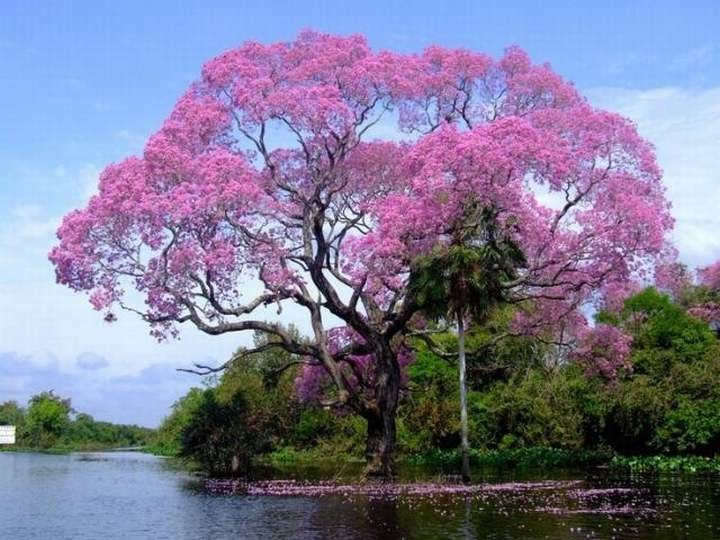 Árbol Maquilishuat de El Salvador con flores rosadas símbolo patrio